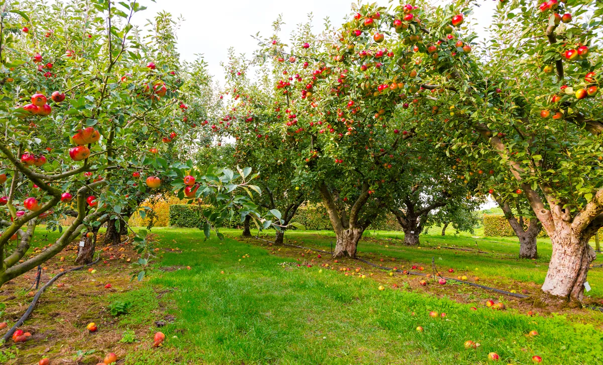 Apple on trees in orchard in fall season